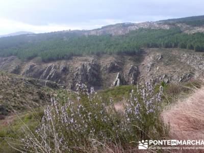 Senda Genaro - GR300 - Embalse de El Atazar -El Atazar - Robledillo de la Jara -Cervera de Buitrago